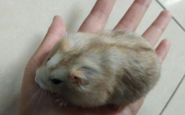 属鼠穿什么色彩命运好2022 属鼠人的走运色