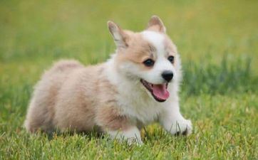 2024年2月29日属相狗五行穿衣攻略 2024年2月29日属相狗五行穿衣攻略