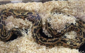 属蛇的手机尾号是几吉利 属蛇手机尾号吉利数