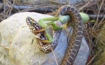 2024年5月10日属相蛇五行穿衣攻略