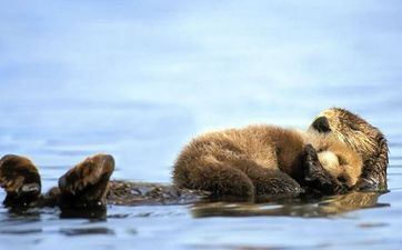 80年属猴最旺财的微信头像 80年属猴的财气好吗