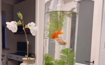 女儿读书欠好风水破解办法 旺女儿书房的风水 女儿读书欠好风水破解办法 旺女儿书房的风水