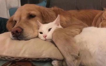 属狗人会爱上哪些属相人 属狗的最佳婚配