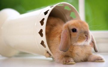 1975属兔的最佳车牌号字母 吉祥车牌数字引荐