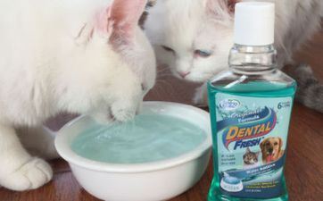 2024年6月29日属相狗五行穿衣攻略