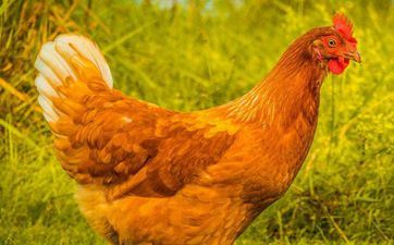 1981属鸡旺财旺运数字 走运车牌的测算办法