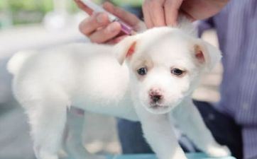 2024年2月27日属相狗五行穿衣攻略