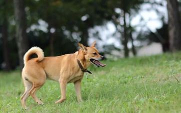 2024年3月26日属相狗五行穿衣攻略