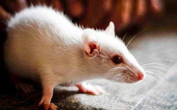 2023年9月2日属相鼠五行穿衣攻略