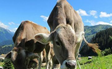 2024年5月17日属相牛五行穿衣攻略