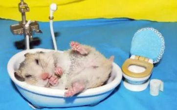 2024年8月4日属相鼠五行穿衣攻略