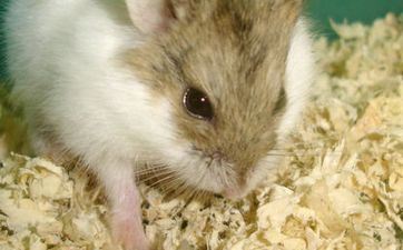 2023属鼠躲春逃避什么属相 2023年立春躲春的时刻