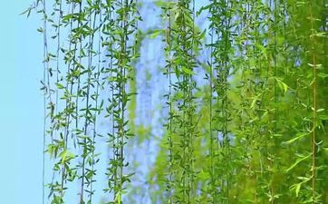 新坟第一年清明有必要提前去吗 需求留意什么