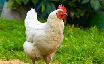 2024年8月11日属相鸡五行穿衣攻略