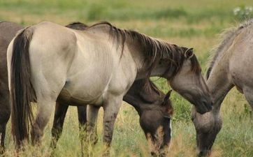2024年11月21日属相马五行穿衣攻略