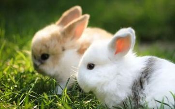 属兔手机号尾号几最好 属相兔选手机号引荐