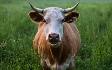 2024年7月23日属相牛五行穿衣攻略