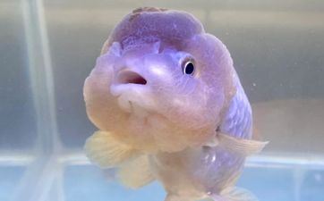 白叟说猫不能捡为什么 被生疏猫接近预示什么风水 白叟说猫不能捡为什么 被生疏猫接近预示什么风水