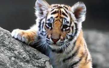 2024年3月1日属相虎五行穿衣攻略