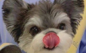 2023年7月18日属相狗五行穿衣攻略