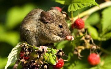 84年属鼠终身走运数字 永久最旺属鼠人的5个车牌数字