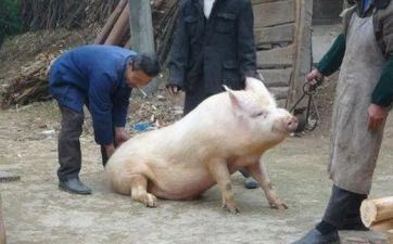 2024年3月25日属相猪五行穿衣攻略