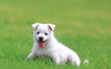 2024年6月30日属相狗五行穿衣攻略 2024年6月30日属相狗五行穿衣攻略