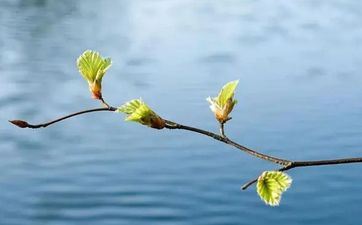 2023兔年立春属兔子怎样躲最灵 立春属兔子怎样躲春