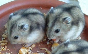 属鼠用什么手机号尾数最旺 旺运吉利的属鼠手机尾号