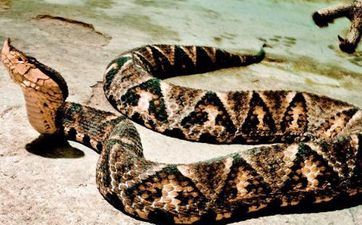 2023年12月25日属相蛇五行穿衣攻略