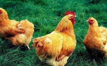 2024年5月22日属相鸡五行穿衣攻略