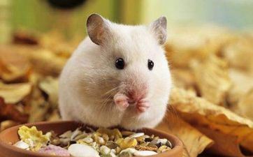 2024年11月24日属相鼠五行穿衣攻略