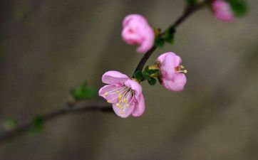 2023年属鸡躲春不能见什么属相 2023年属鸡怎么躲春 2023年属鸡躲春不能见什么属相 2023年属鸡怎么躲春