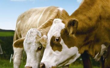 2023年9月4日属相牛五行穿衣攻略