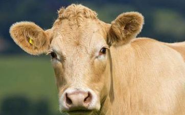 2024年11月9日属相牛五行穿衣攻略