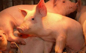 2024年2月12日属相猪五行穿衣攻略