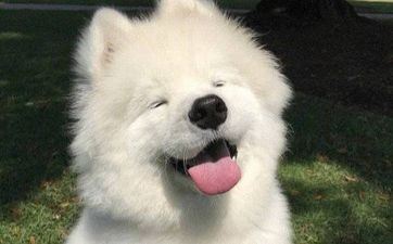 2023年9月3日属相狗五行穿衣攻略