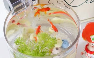 驴蹄子在风水有什么作用 驴蹄的风水考究 驴蹄子在风水有什么作用 驴蹄的风水考究