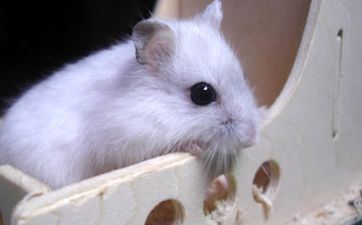 2024年2月27日属相鼠五行穿衣攻略