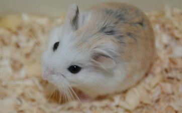 阴历10月出世属鼠人命好吗