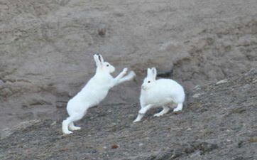 属兔人43岁婚姻劫,怎样化解 属兔人43岁婚姻劫,怎样化解