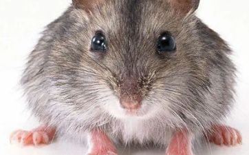 鼠年最佳爱人属相