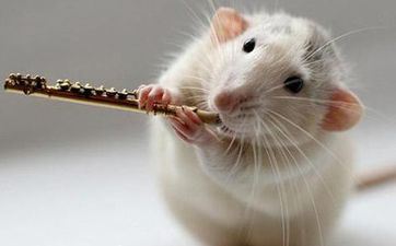 属鼠男生是怎样凭实力独身的