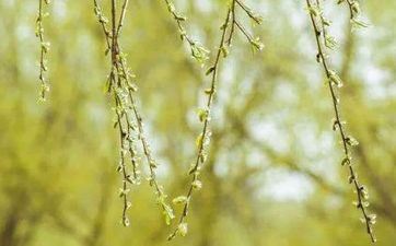 清明上坟祭祖必知的事项