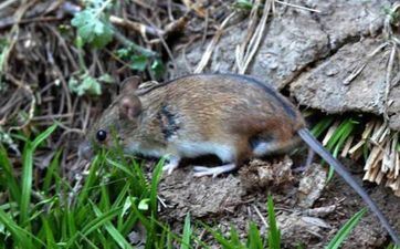 1996年属鼠的上等婚配 1996年属鼠的最佳爱人