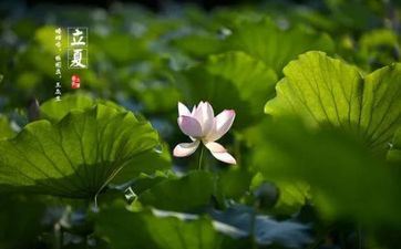 立夏节气中的大忌是什么 立夏秤人的来源是什么 立夏节气中的大忌是什么 立夏秤人的来源是什么