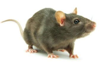 60年属鼠人的灾祸年纪，40岁和43岁