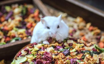 属鼠人哪一年最倒运，本命年运势欠好