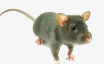 96年属老鼠的和什么属相最配婚最好 老鼠跟什么属相相冲