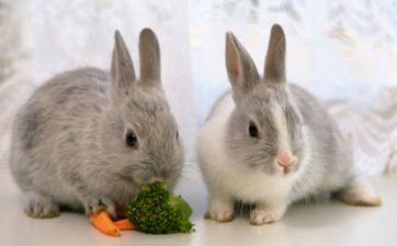 属兔佩带什么属相好，合适哪些吉祥物